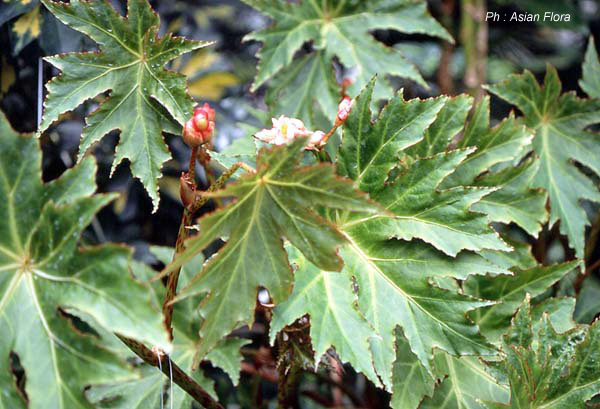 B. longialata